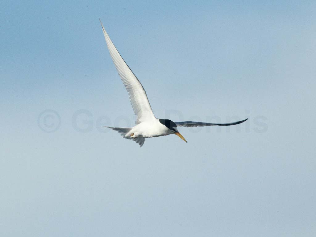 LETE-AC_Least-Tern