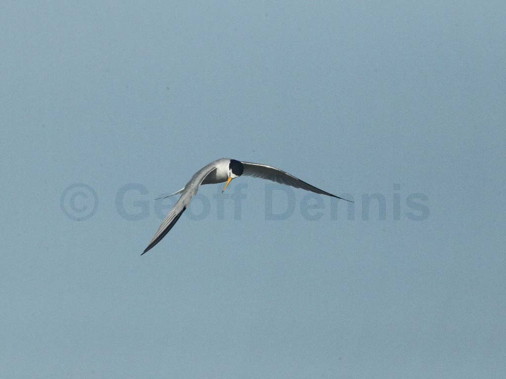 LETE-AD_Least-Tern