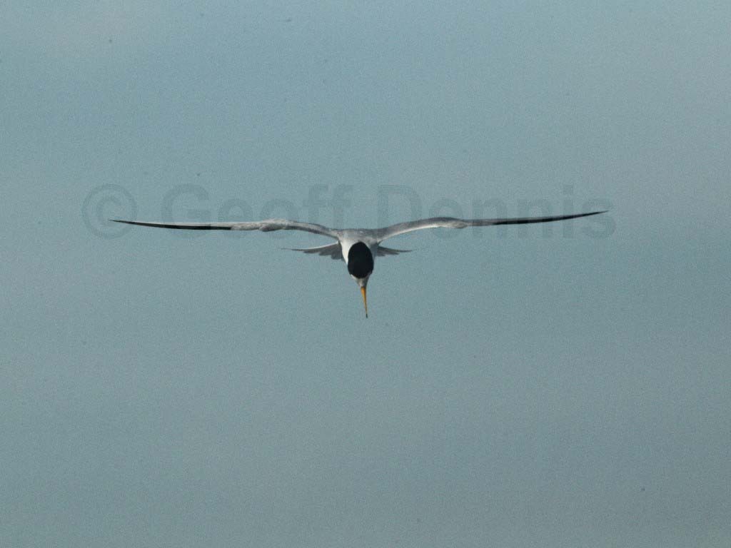 LETE-AE_Least-Tern