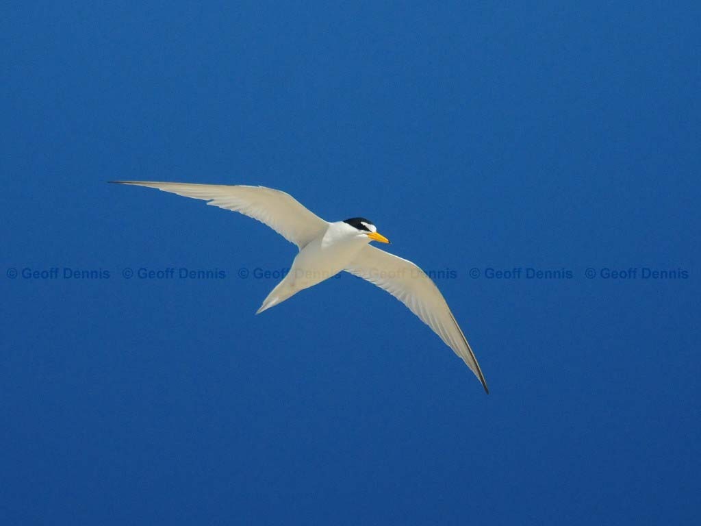 LETE-AF_Least-Tern