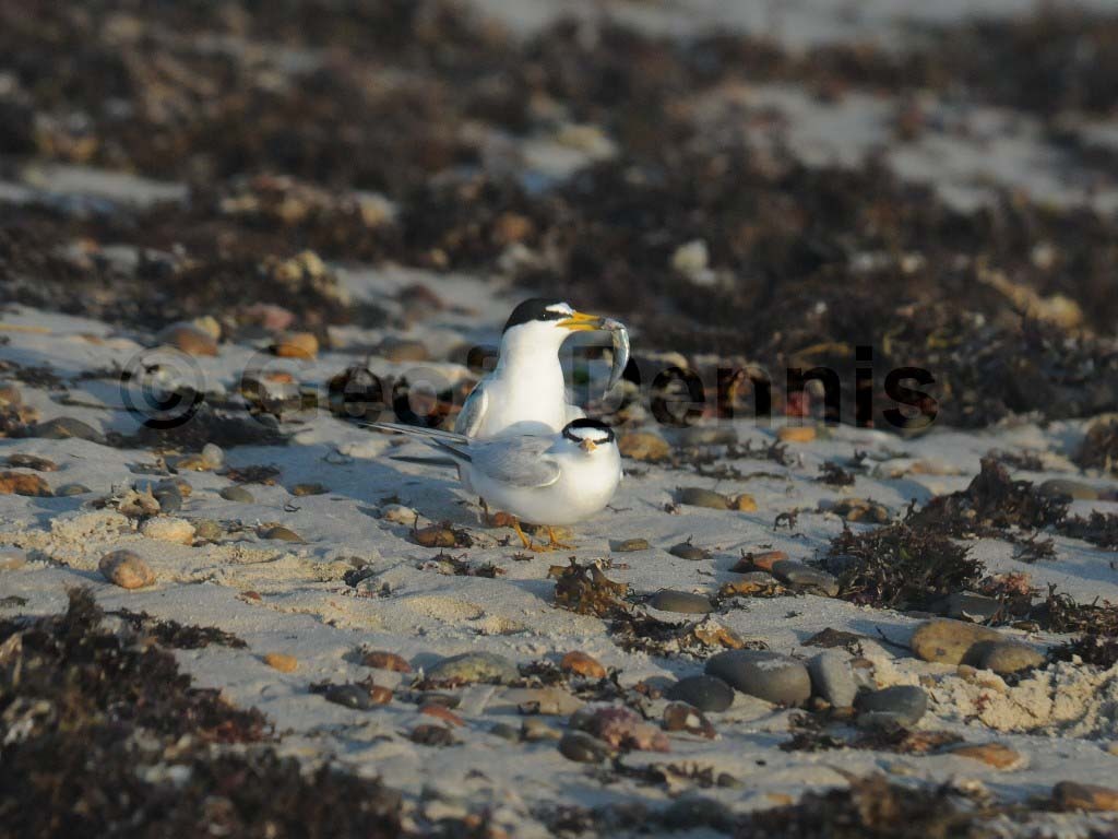 LETE-AG_Least-Tern