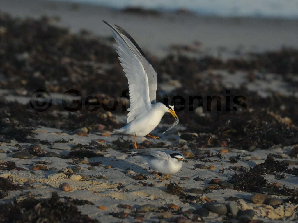 LETE-AH_Least-Tern