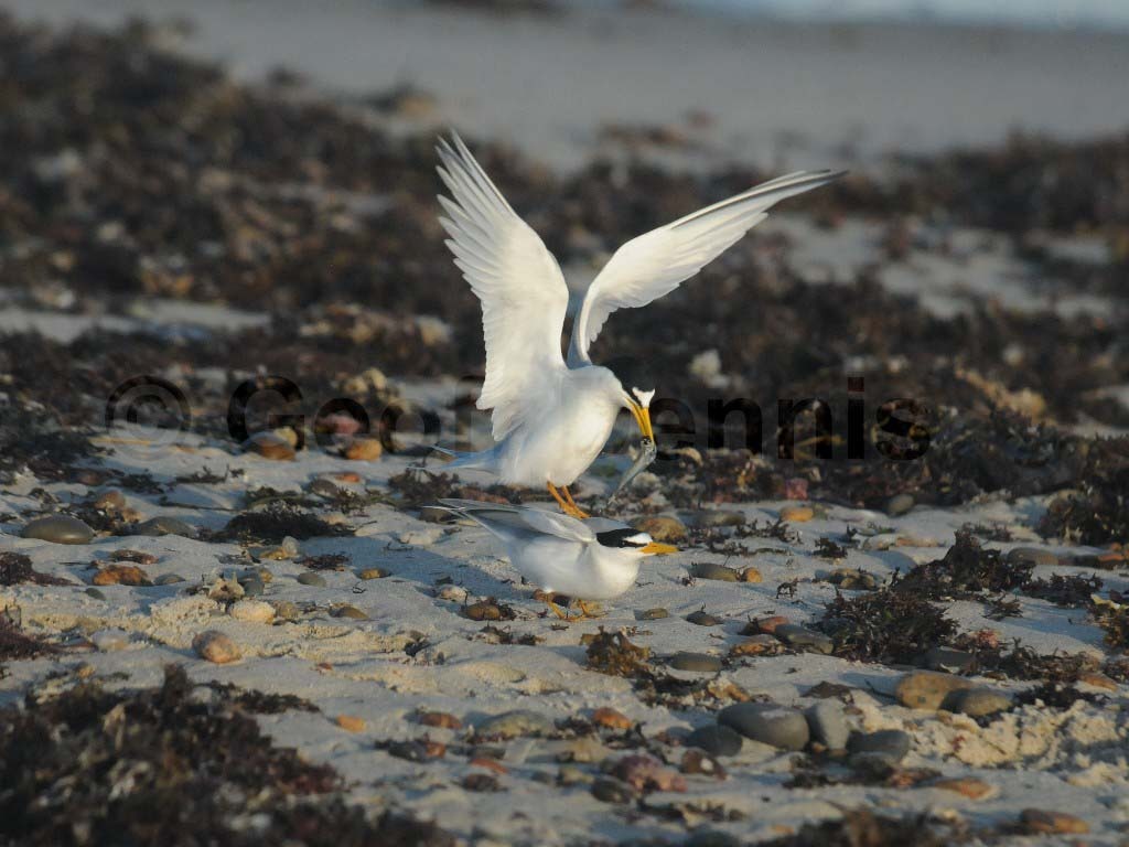 LETE-AI_Least-Tern