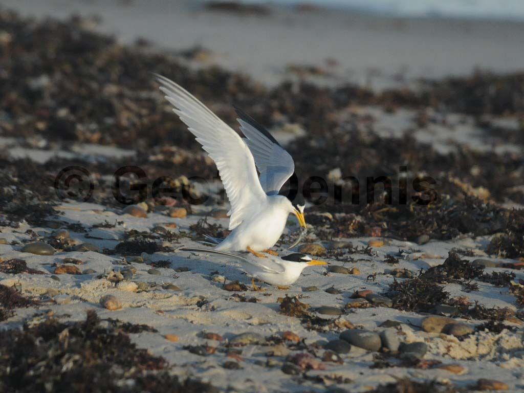 LETE-AJ_Least-Tern