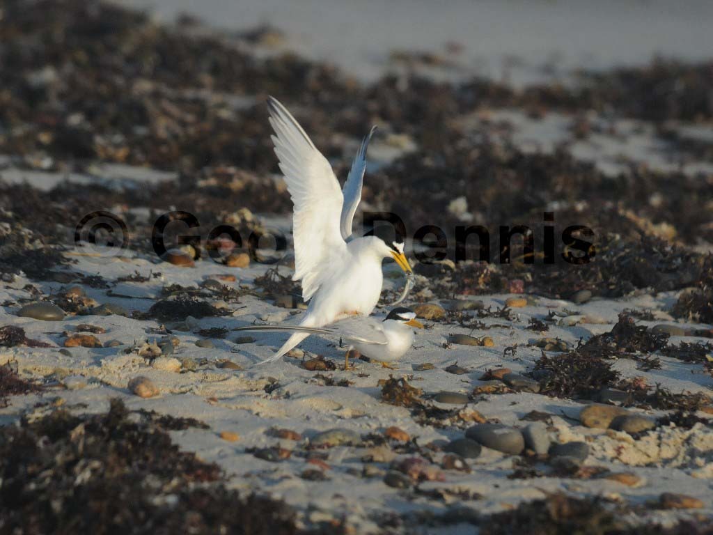 LETE-AK_Least-Tern
