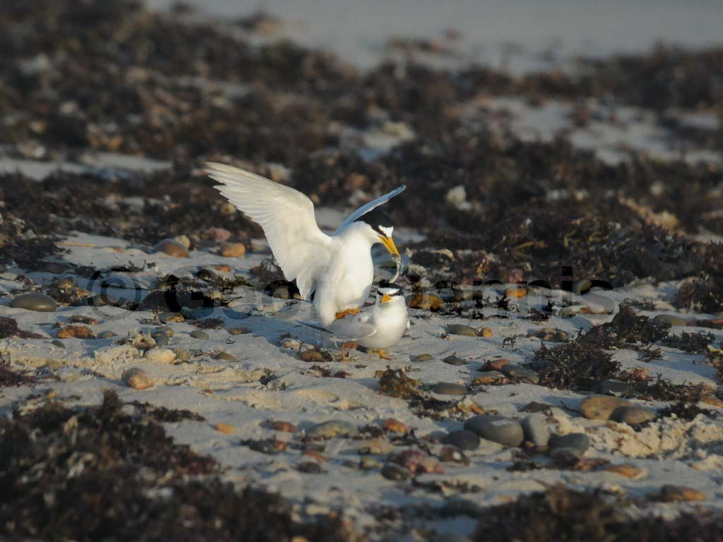 LETE-AL_Least-Tern