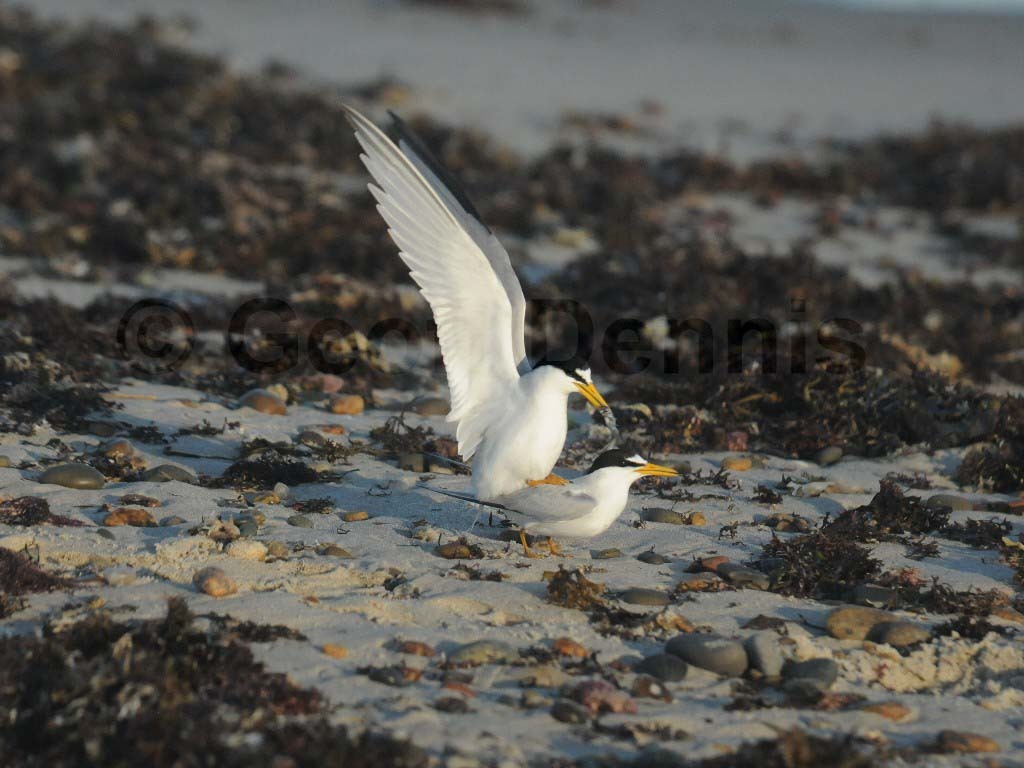 LETE-AM_Least-Tern