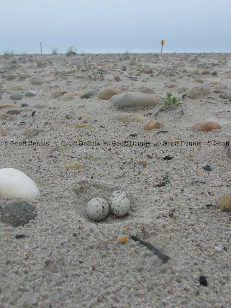 LETE-AN_Least-Tern