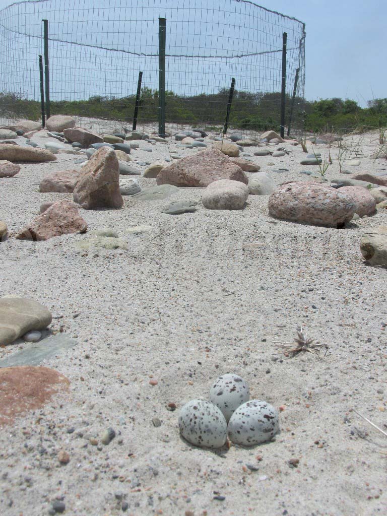 LETE-AO_Least-Tern