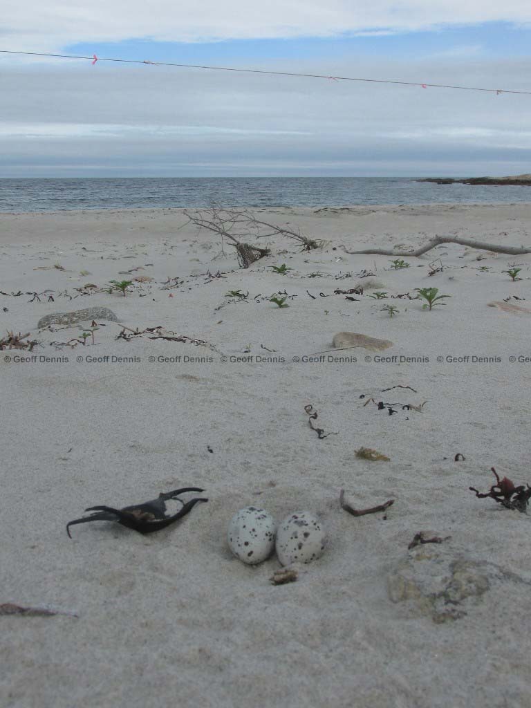 LETE-AP_Least-Tern
