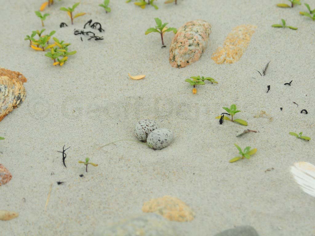 LETE-AQ_Least-Tern