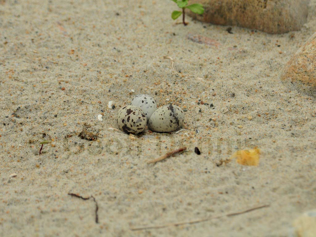 LETE-AR_Least-Tern