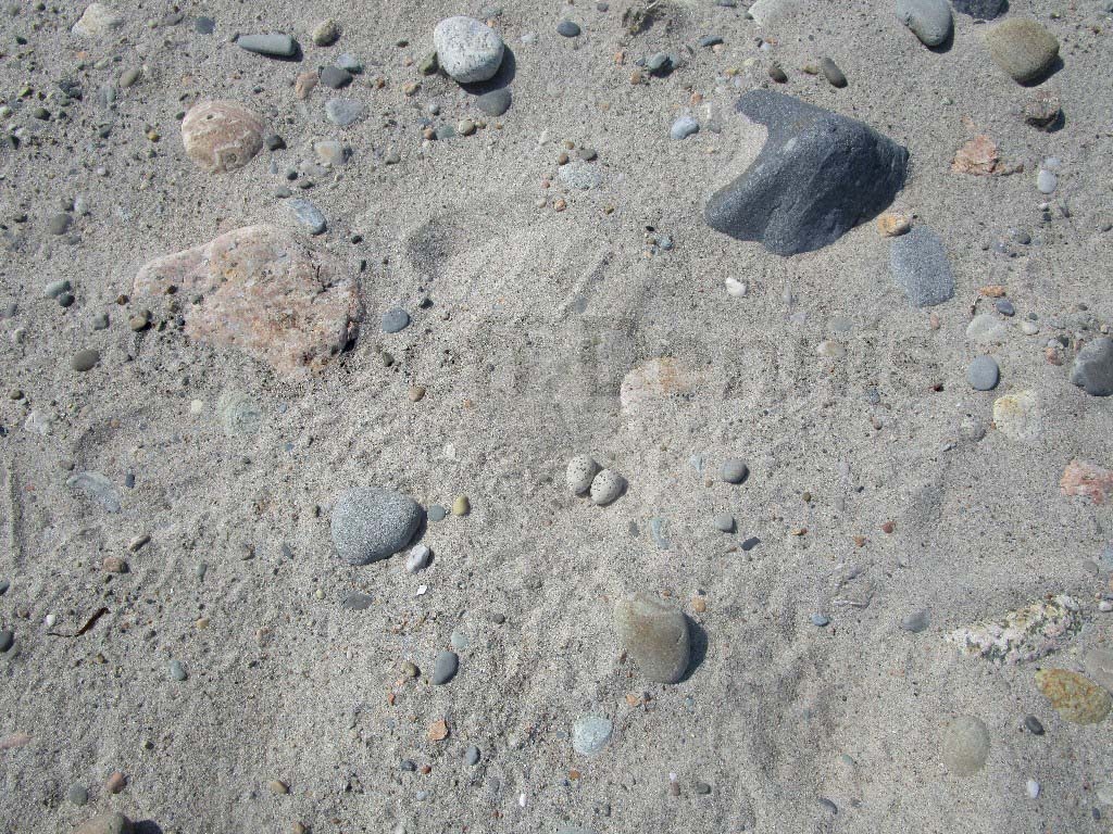 LETE-AT_Least-Tern