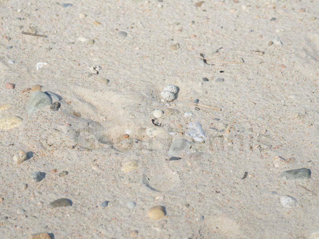 LETE-AU_Least-Tern