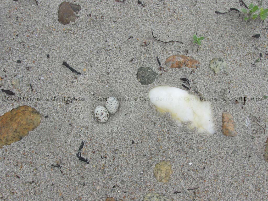 LETE-AW_Least-Tern