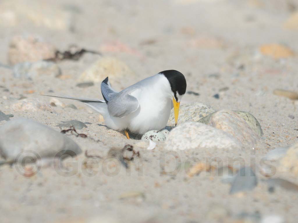 LETE-AX_Least-Tern