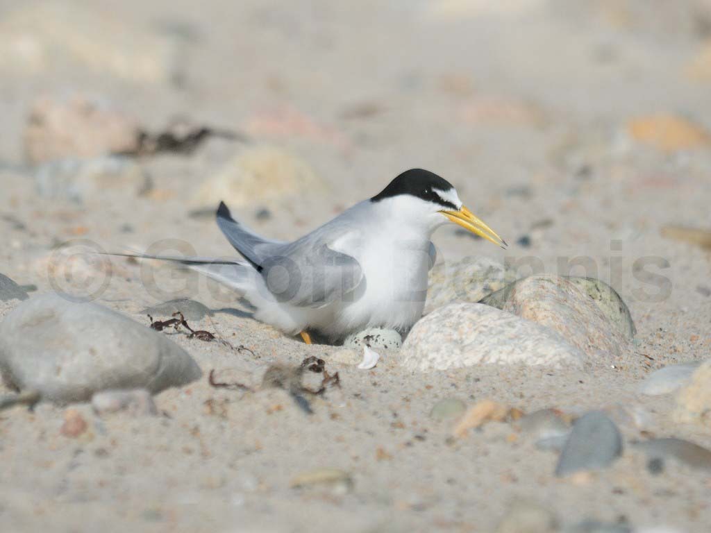 LETE-AY_Least-Tern