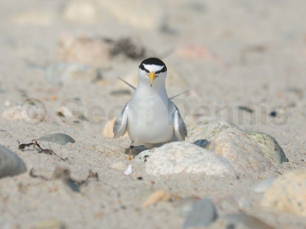 LETE-AZ_Least-Tern