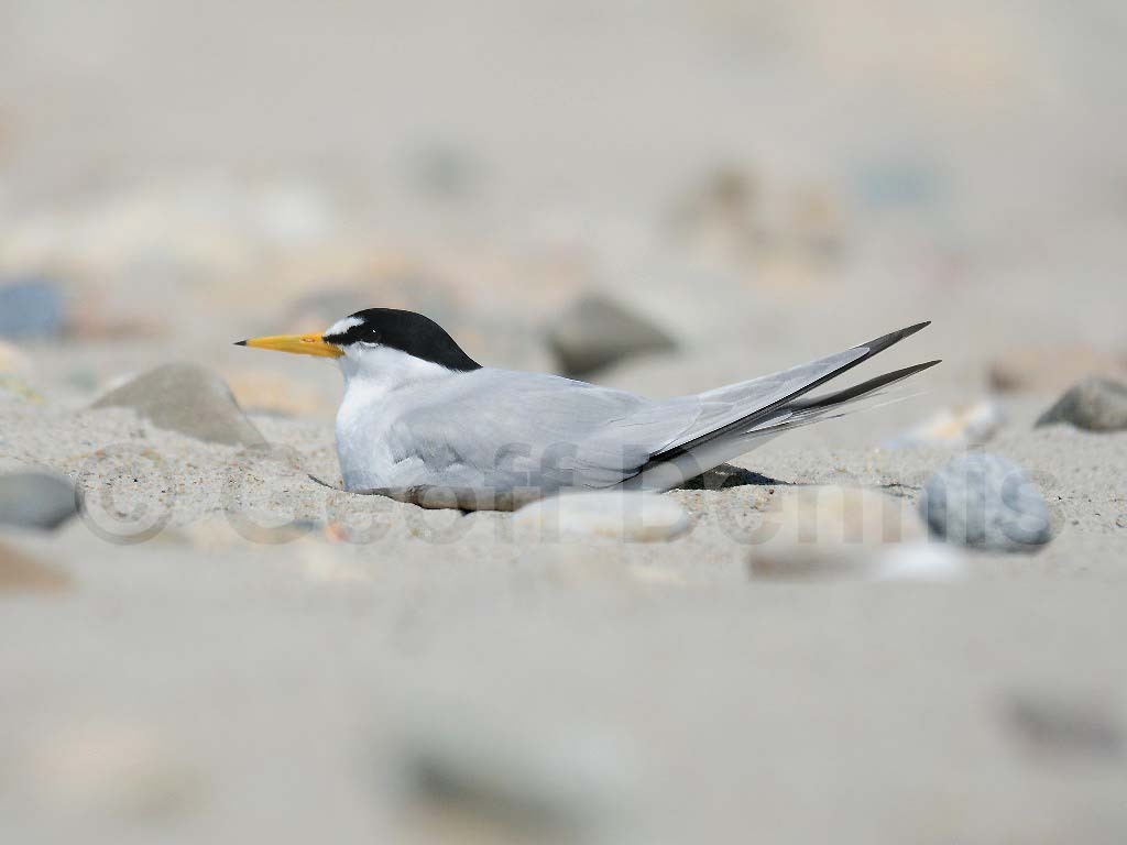 LETE-BA_Least-Tern