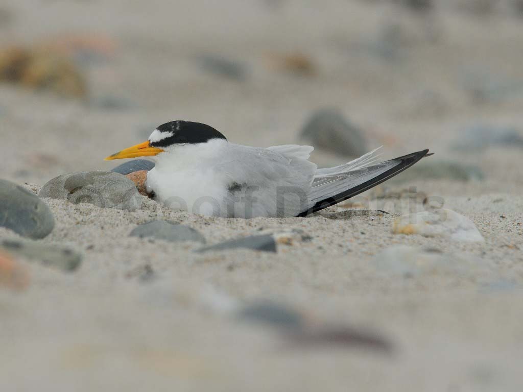 LETE-BB_Least-Tern