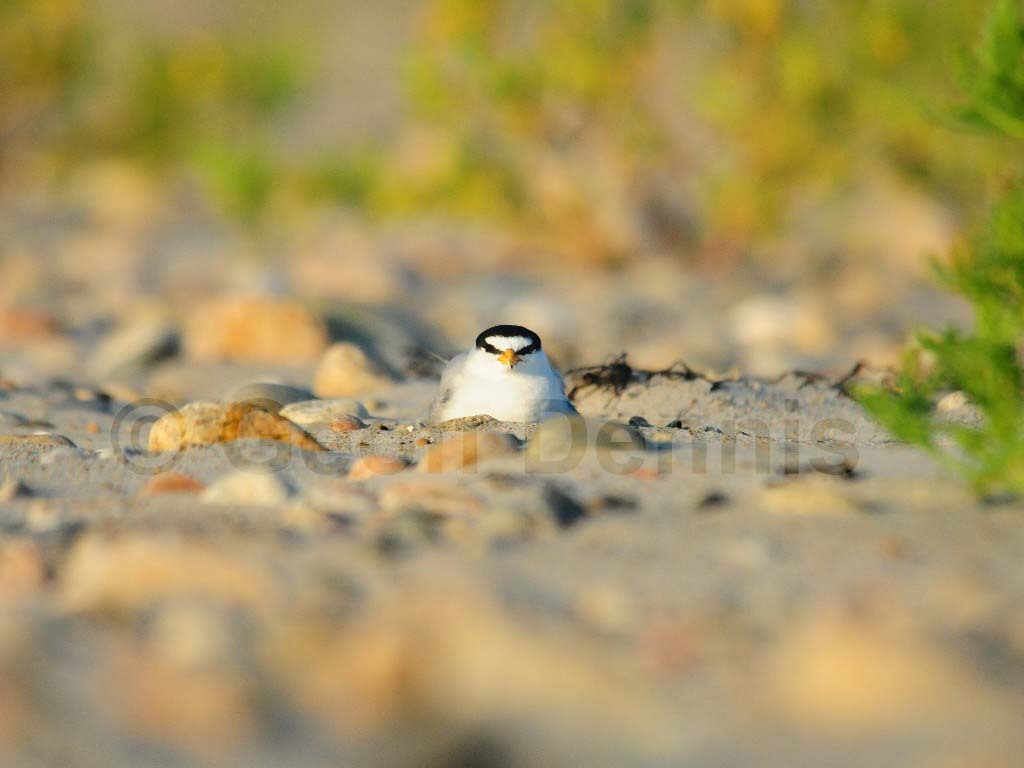 LETE-BC_Least-Tern