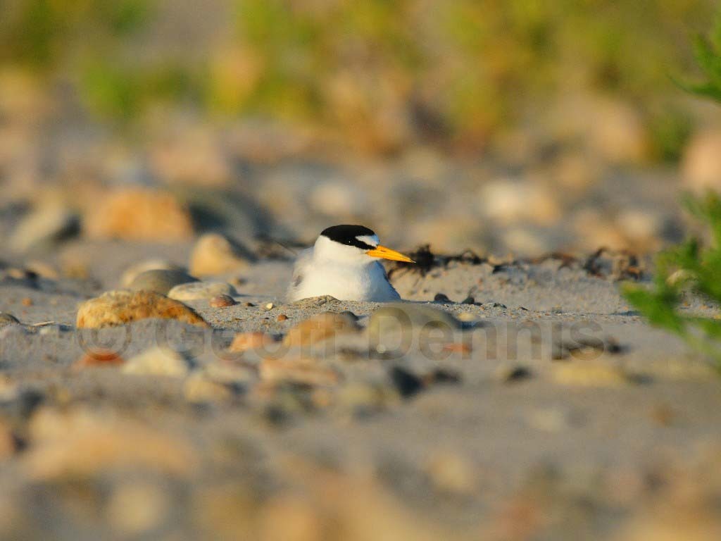 LETE-BD_Least-Tern