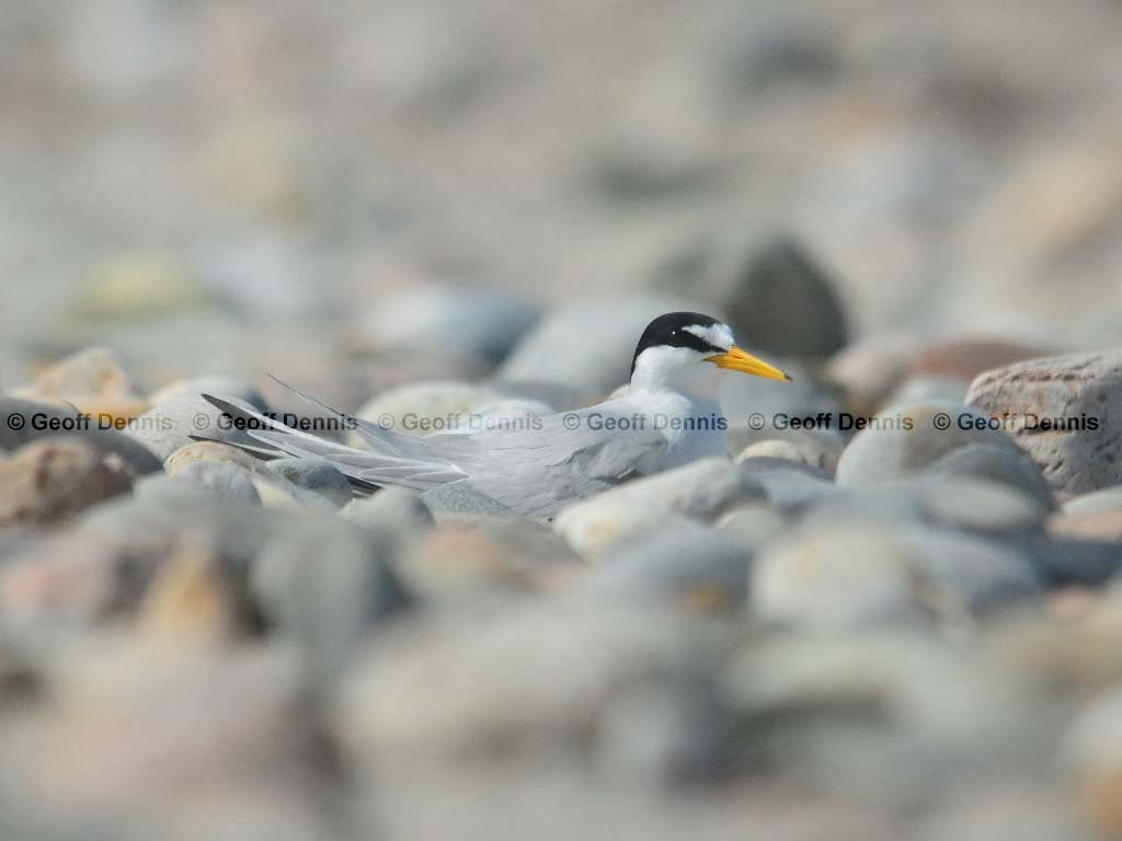 LETE-BE_Least-Tern