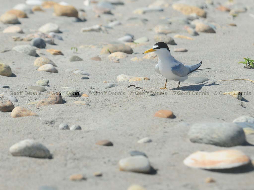 LETE-BF_Least-Tern
