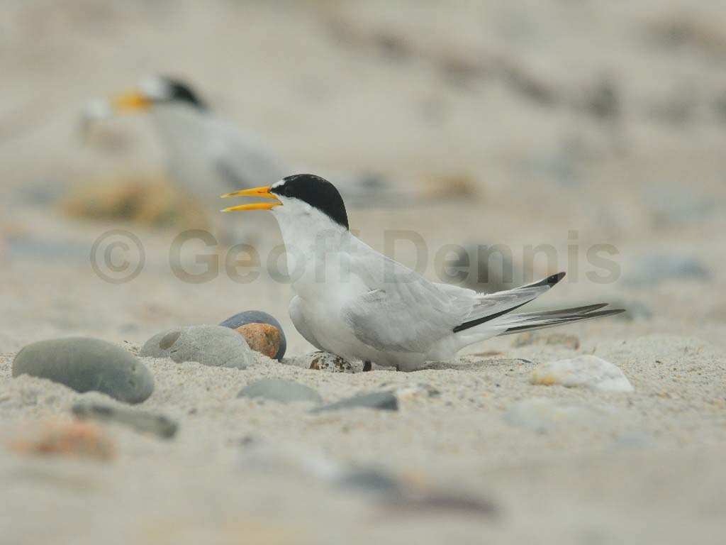 LETE-BG_Least-Tern
