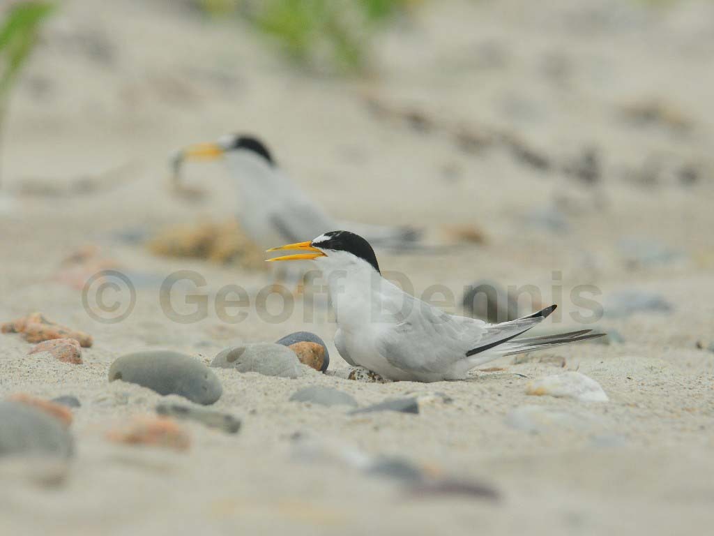LETE-BH_Least-Tern