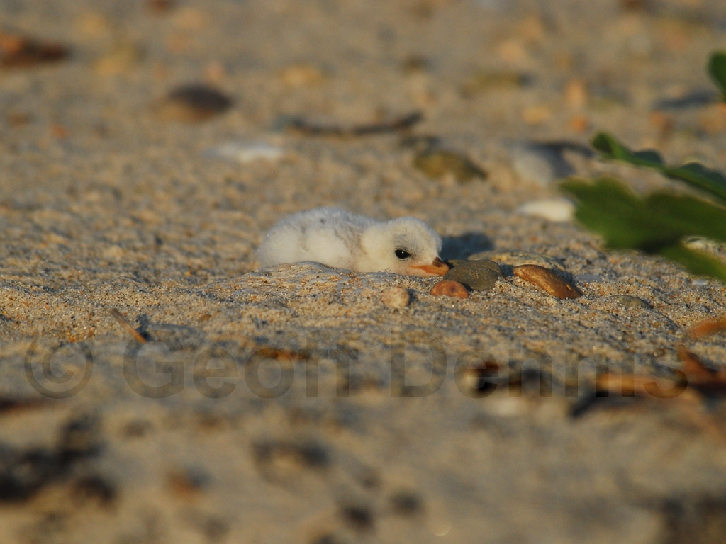 LETE-BJ_Least-Tern