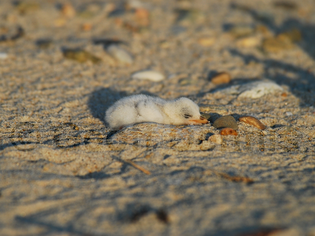 LETE-BK_Least-Tern