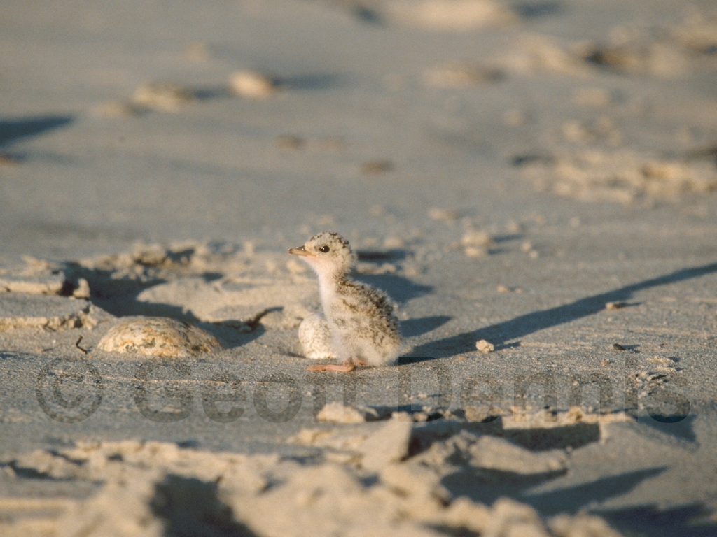 LETE-BL_Least-Tern
