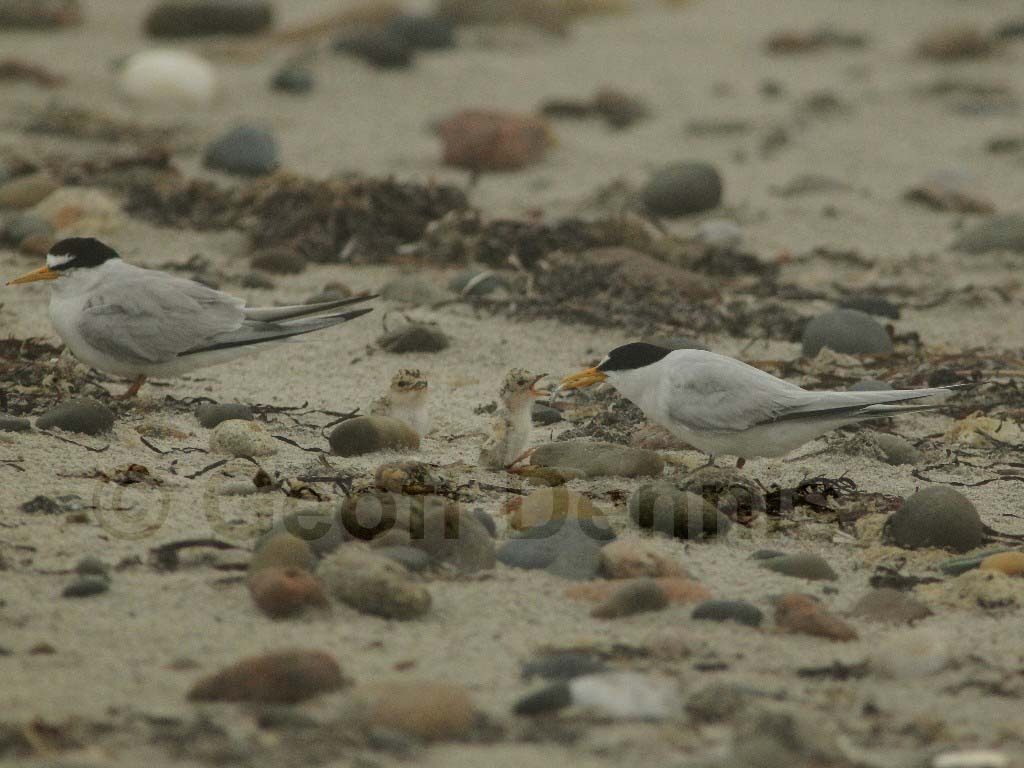 LETE-BN_Least-Tern