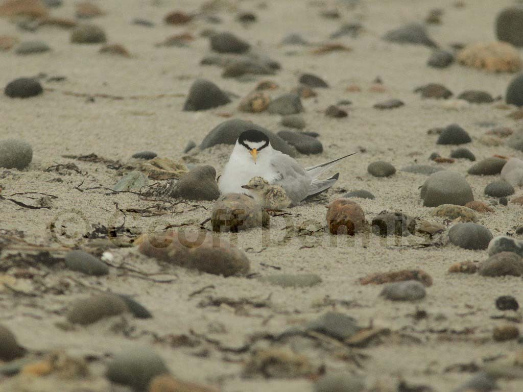 LETE-BO_Least-Tern