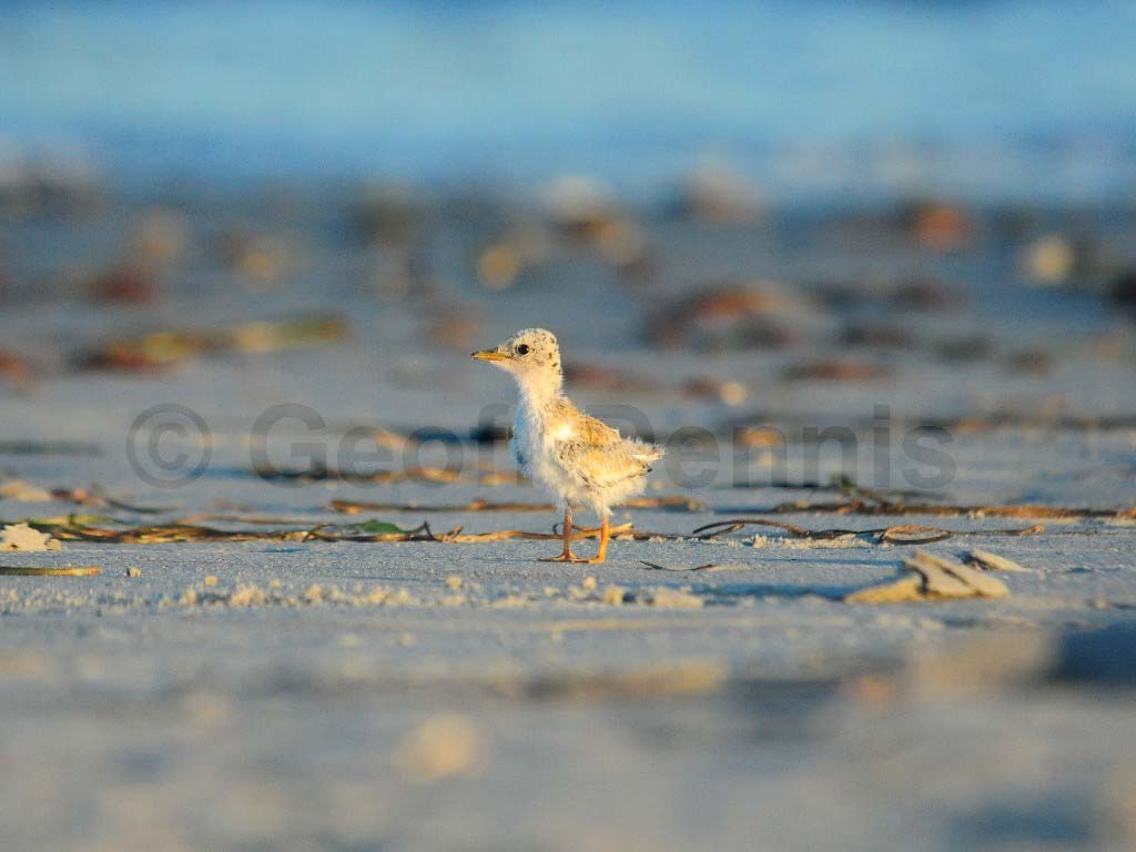 LETE-BQ_Least-Tern