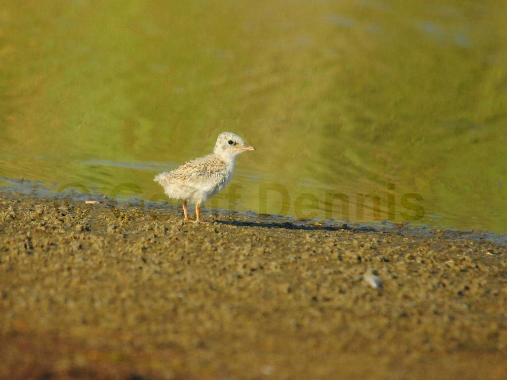 LETE-BR_Least-Tern