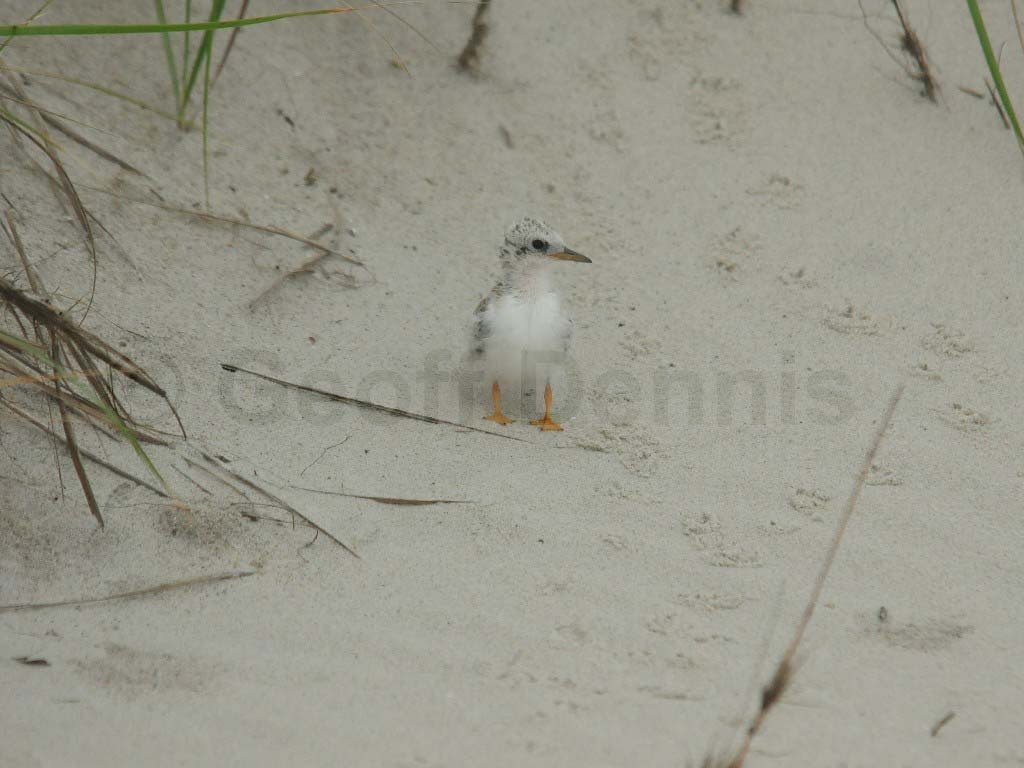 LETE-BS_Least-Tern