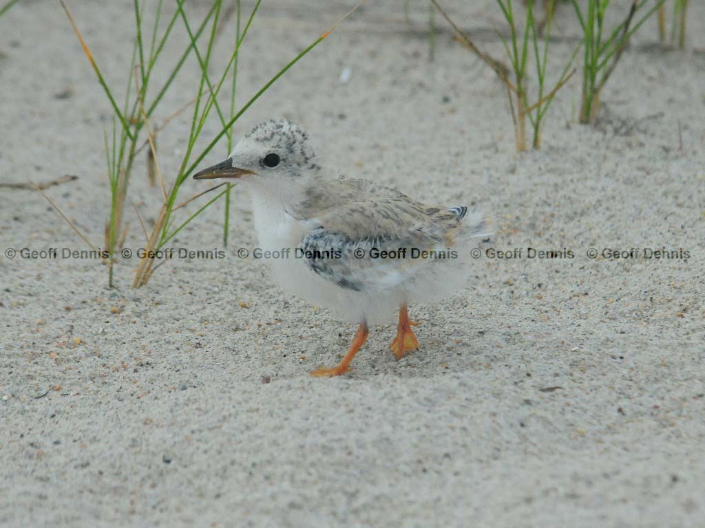 LETE-BT_Least-Tern