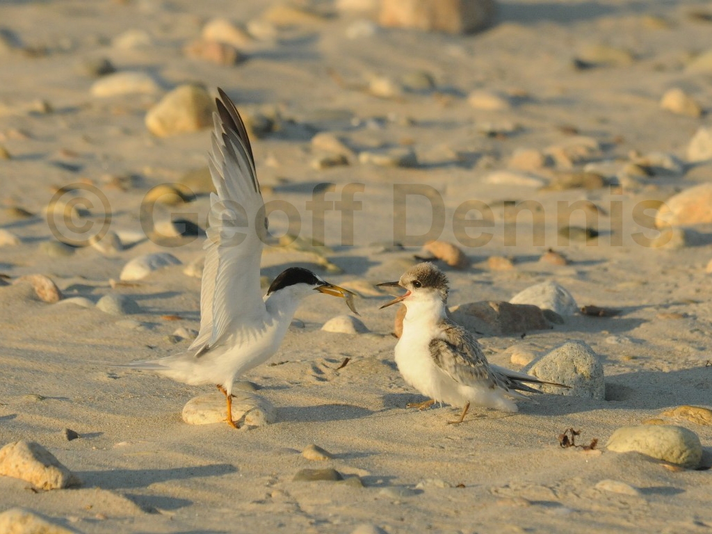 LETE-BU_Least-Tern