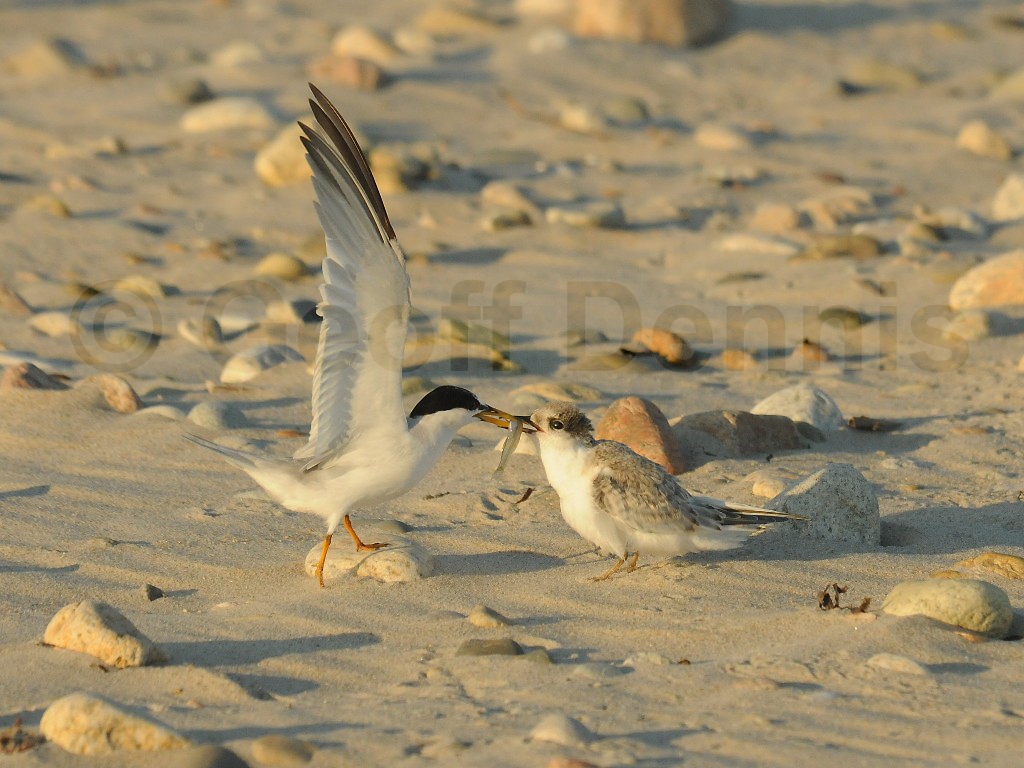 LETE-BV_Least-Tern