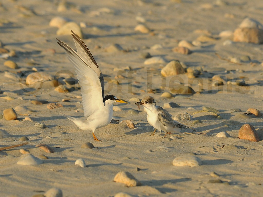 LETE-BW_Least-Tern