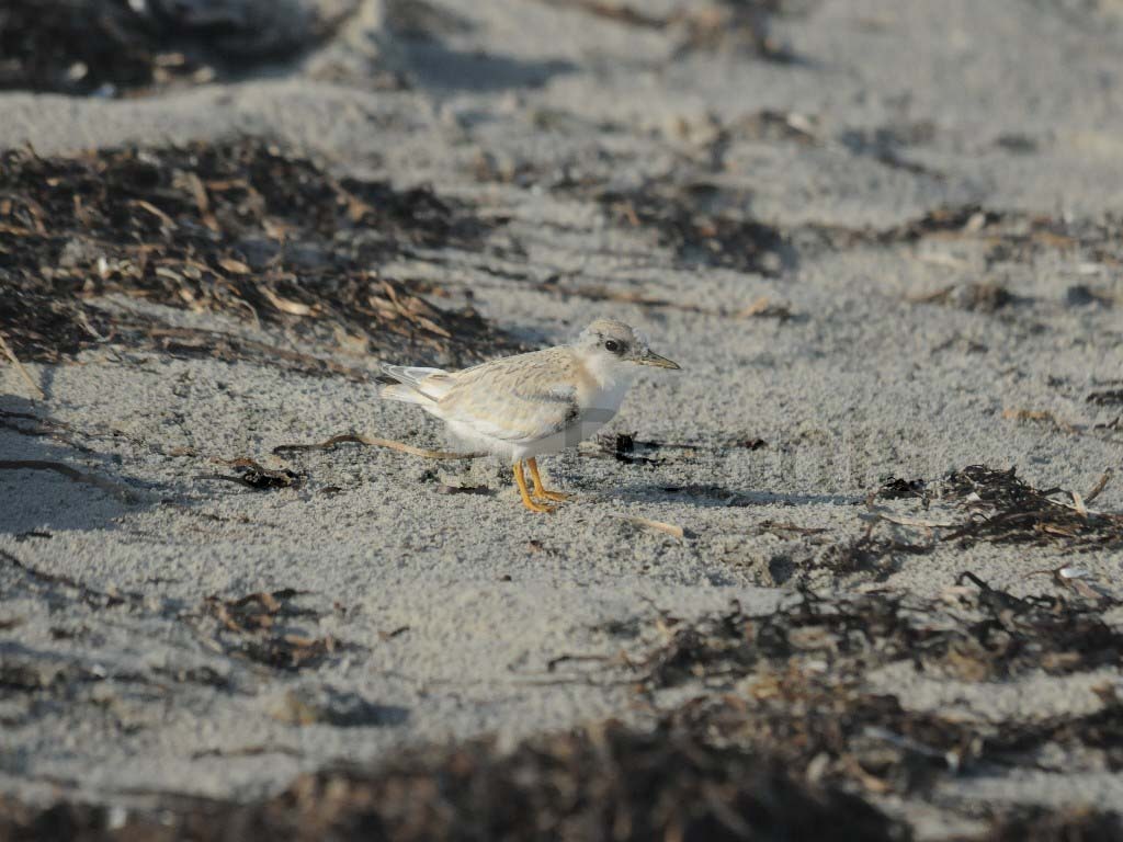 LETE-BX_Least-Tern
