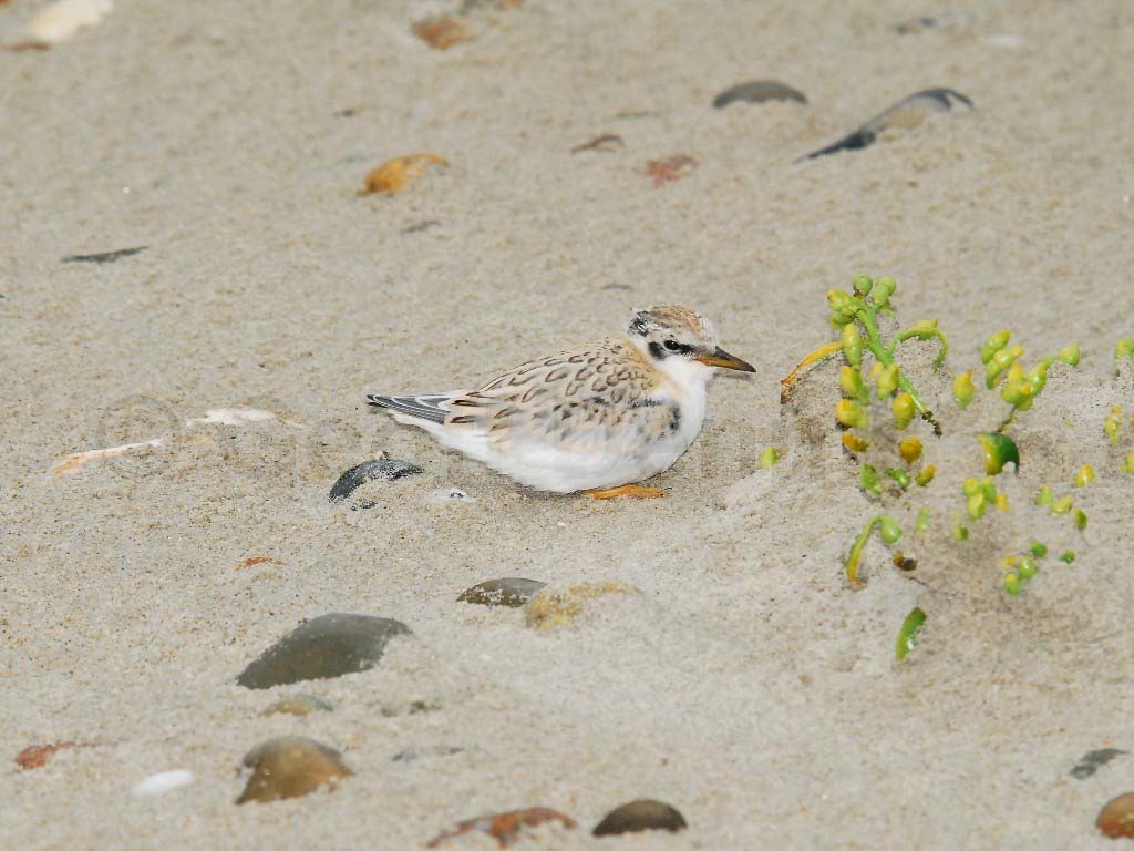 LETE-BY_Least-Tern