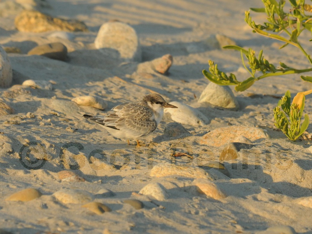 LETE-BZ_Least-Tern