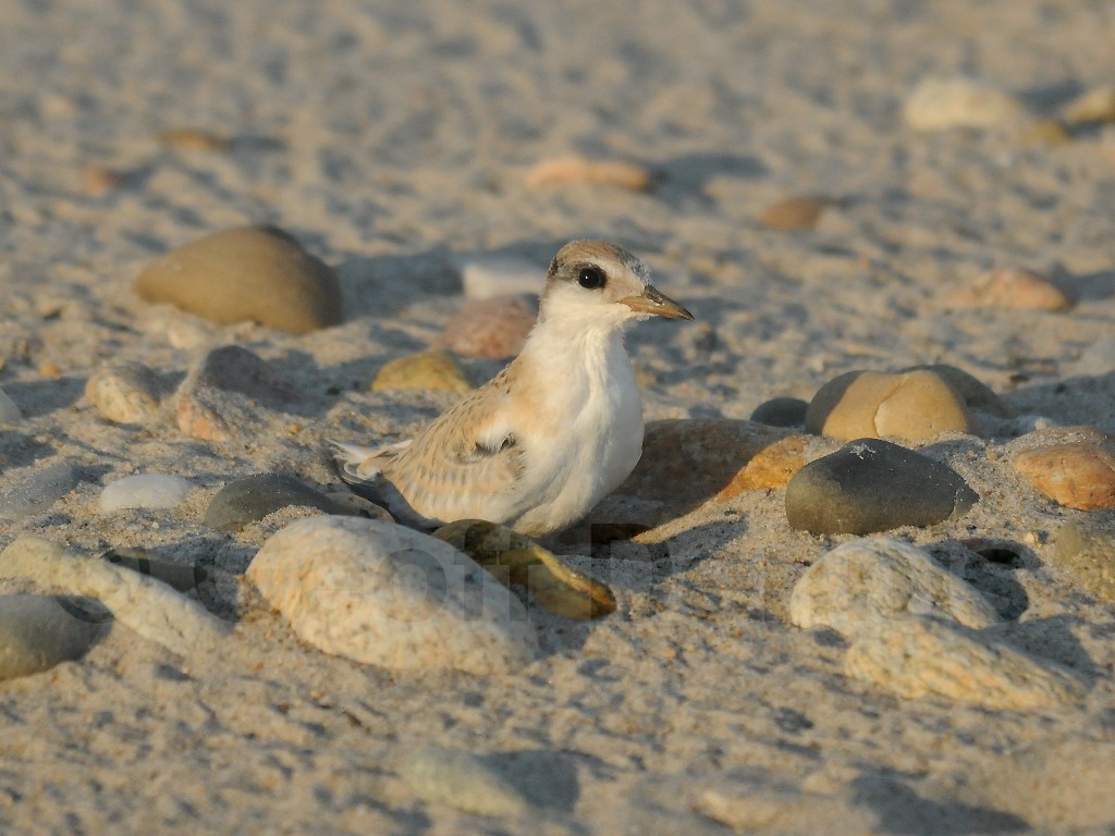LETE-CA_Least-Tern