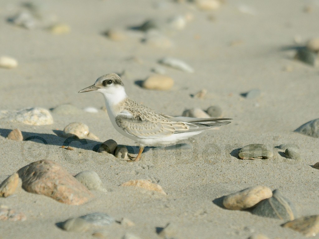 LETE-CB_Least-Tern