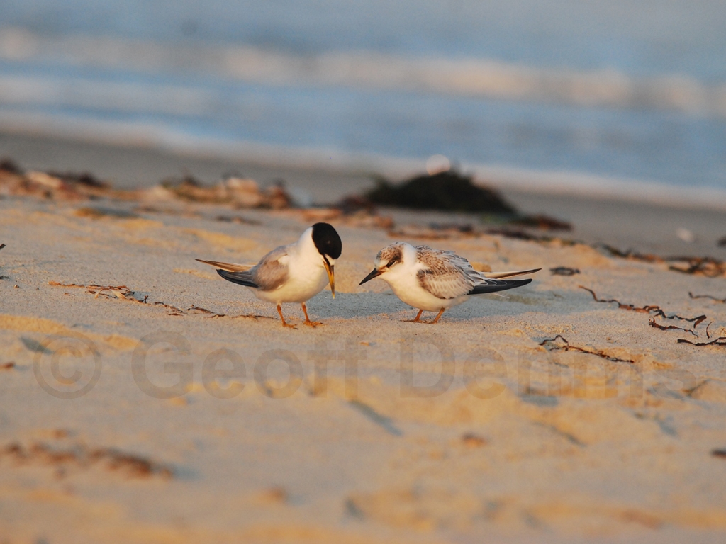 LETE-CC_Least-Tern