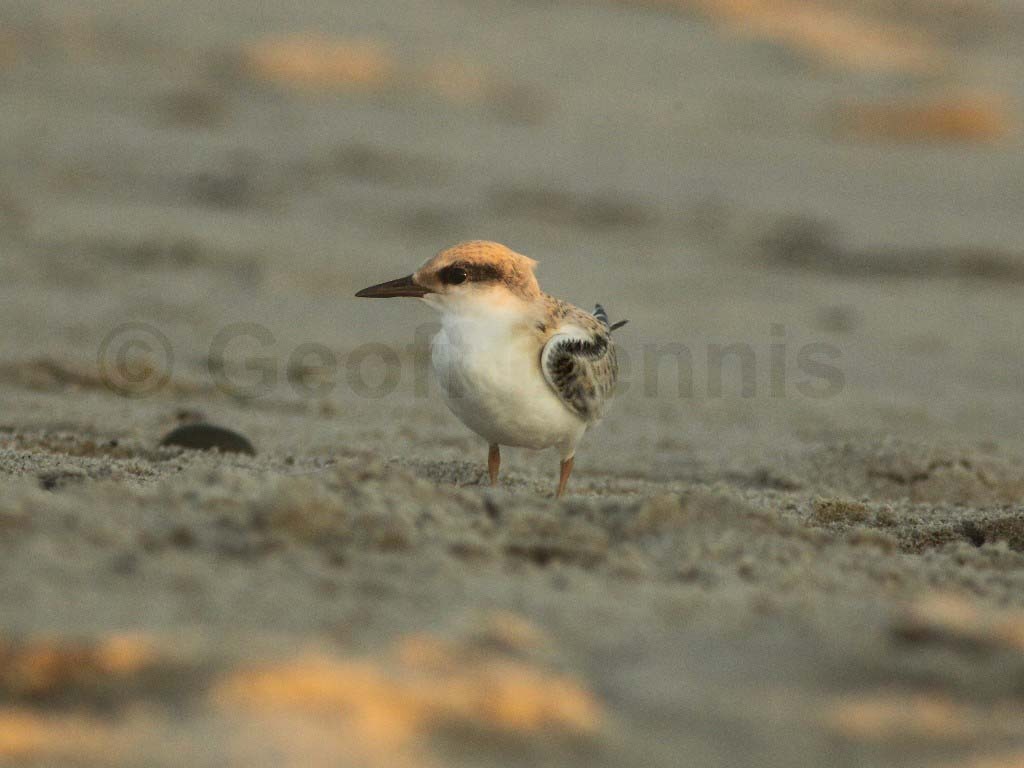 LETE-CD_Least-Tern