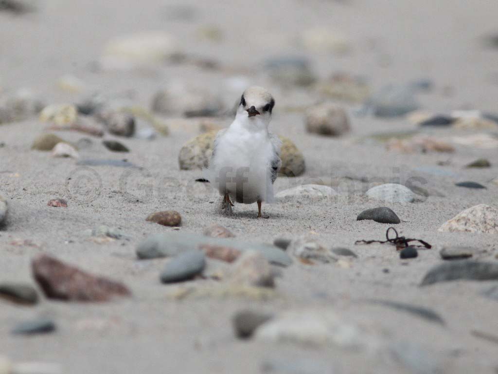 LETE-CE_Least-Tern